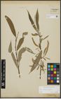 Foto von Salix alba L. x Salix fragilis L.